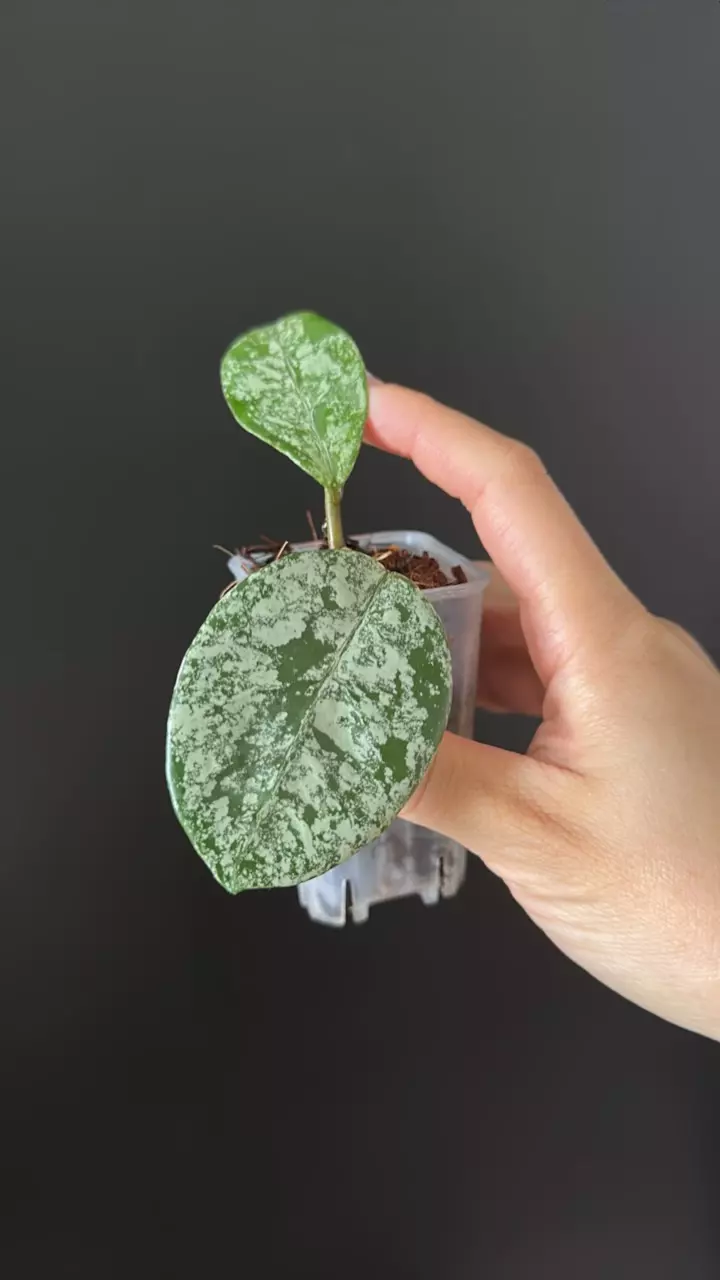 Hoya carnosa stardust silver splash 8 thumbnail