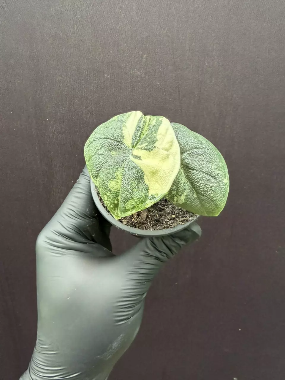 Alocasia Melo ALBO *Exact Specimen thumbnail