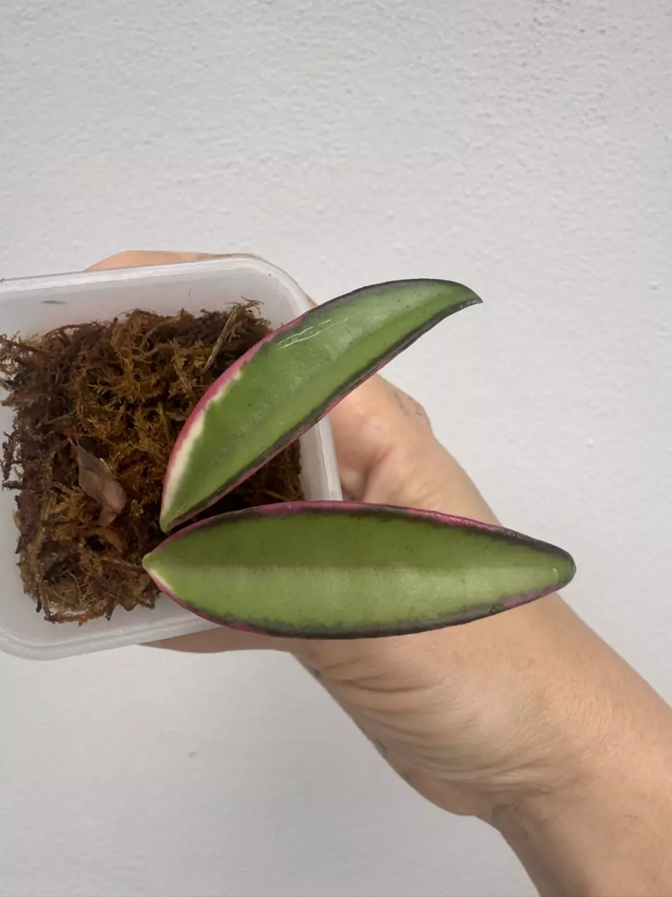 Variegated Hoya Wayetii Albo | Hoya Lori Lyn *add on only* thumbnail
