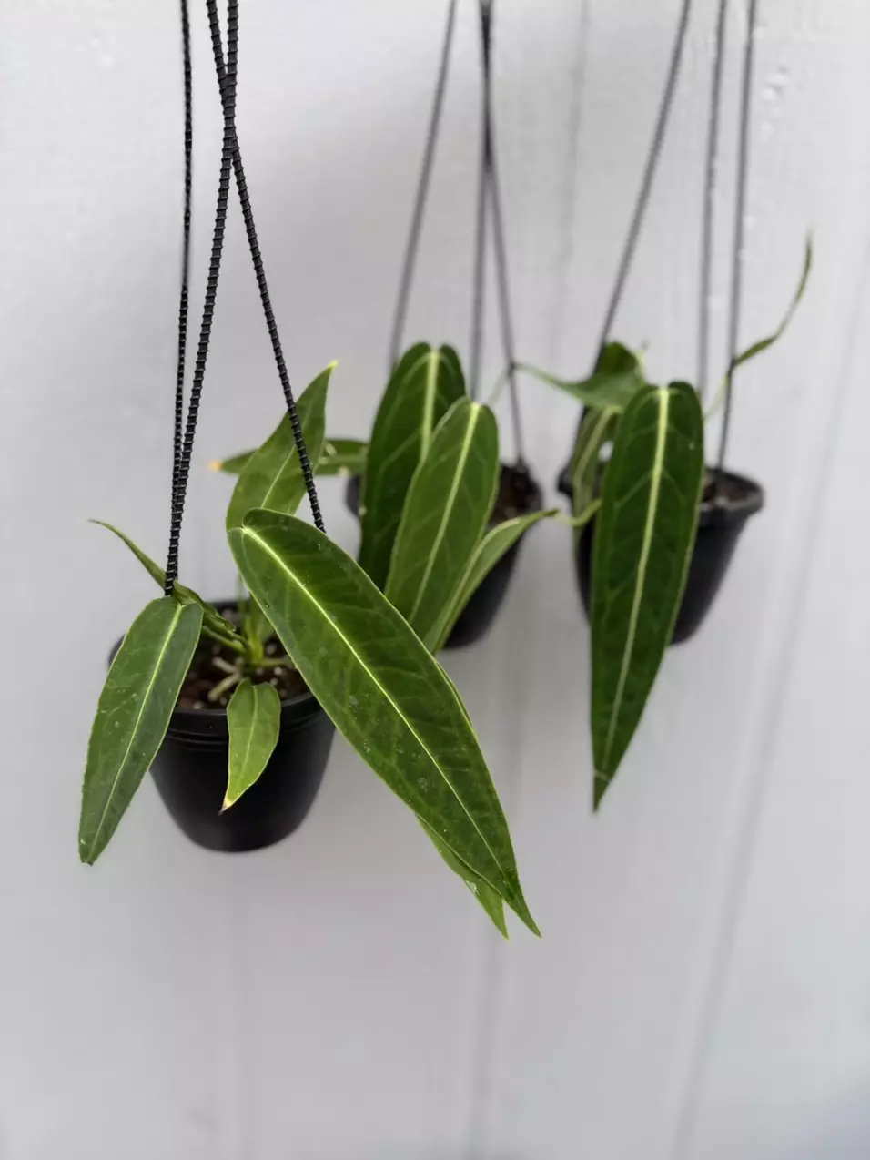 Anthurium warocqueanum 4” thumbnail