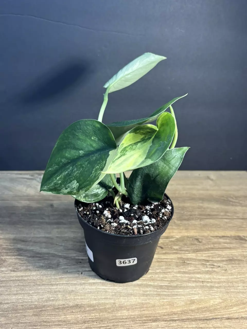 Scindapsus Jade Satin Variegated 4” 3637 thumbnail