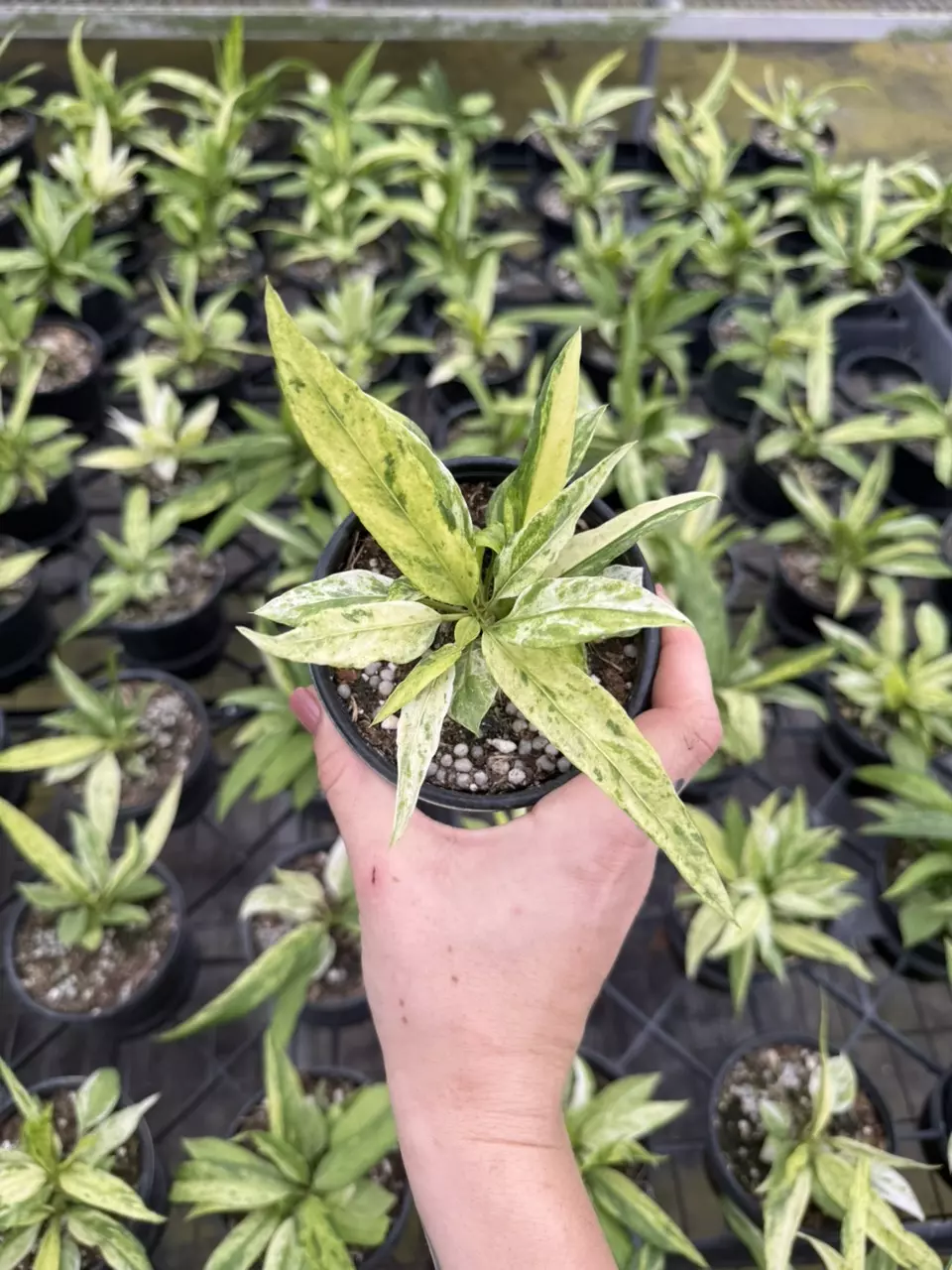 Anthurium variegated Vittarifolium 4” thumbnail