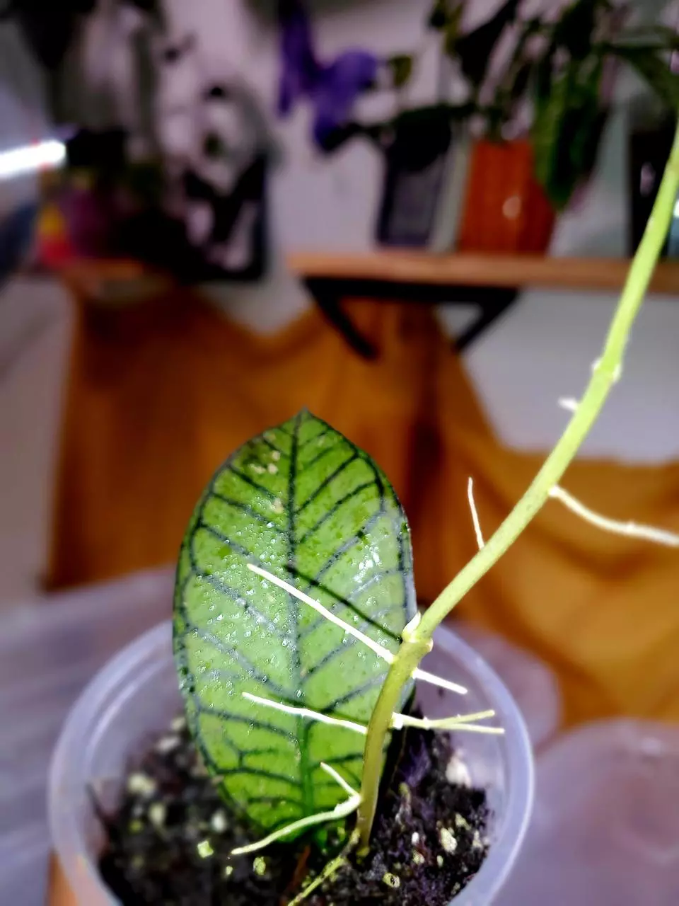 🌱 Hoya Gunung Gading ❤️‍🔥 Rooted Cutting thumbnail
