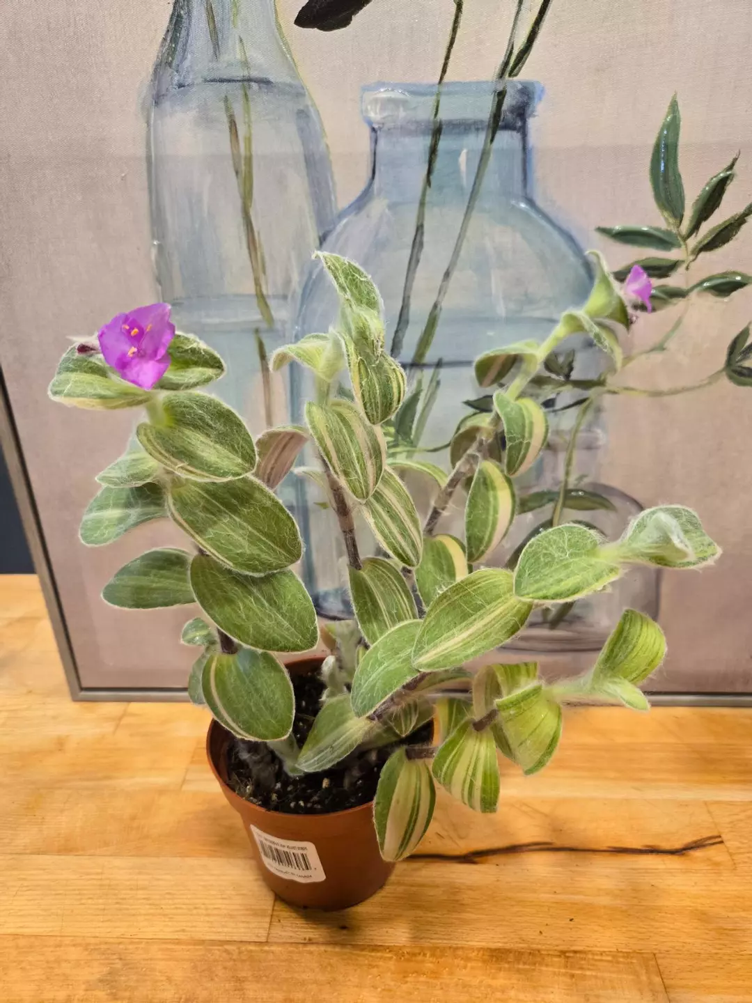💜 Tradescantia ‘Wondering Jew Velvet Stripe’ 💜 thumbnail