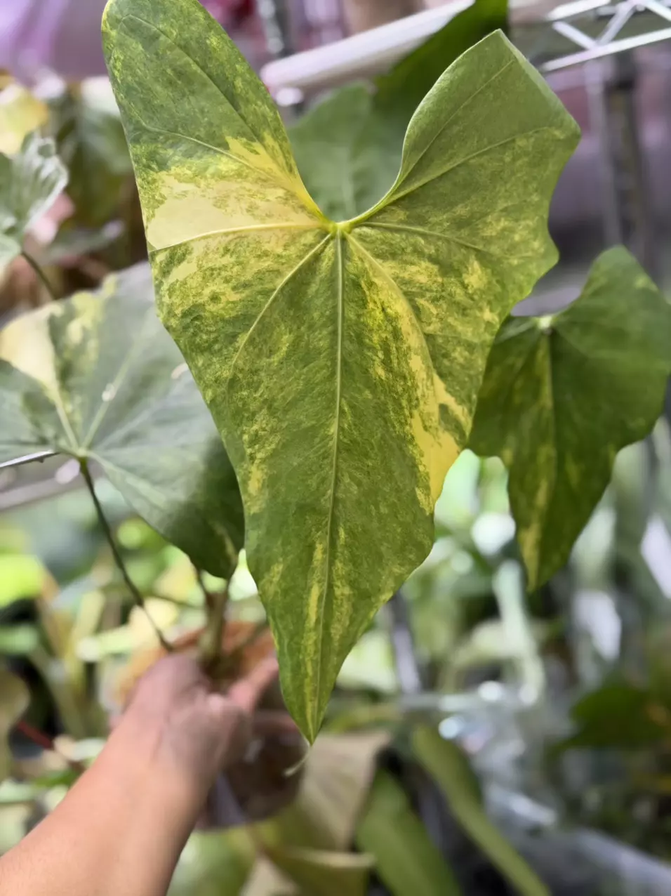Anthurium pterodactyl varigated fresh import thumbnail