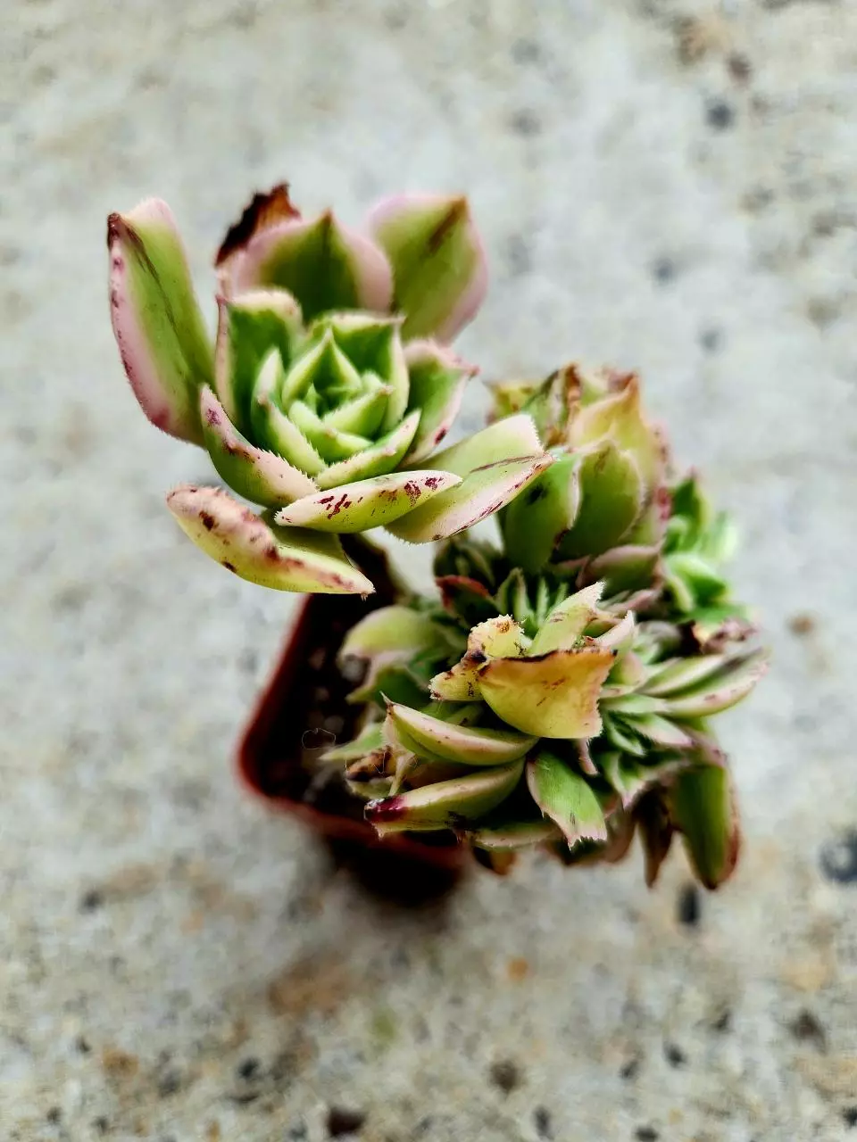 Crested Aeonium Sunburst thumbnail