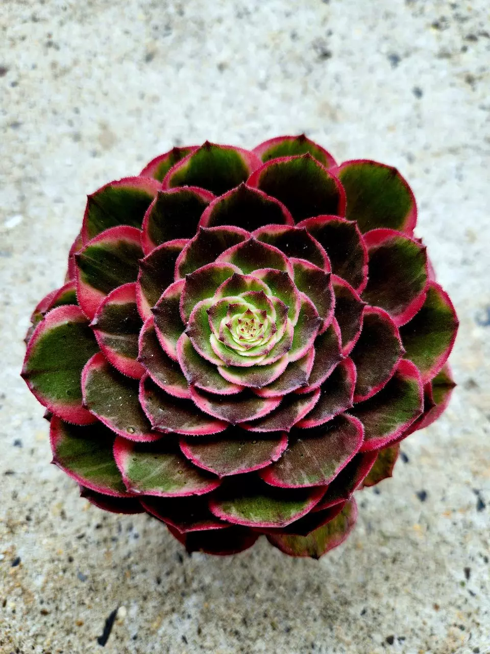 Aeonium Pink Fairy thumbnail