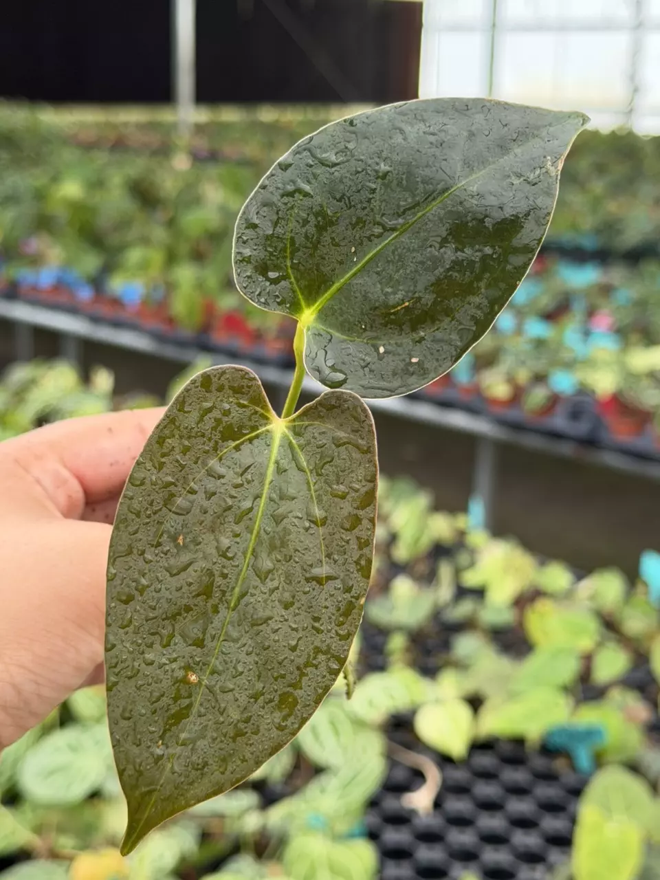 Anthurium Velvet Moira Specific Starter 8827HMP | F thumbnail
