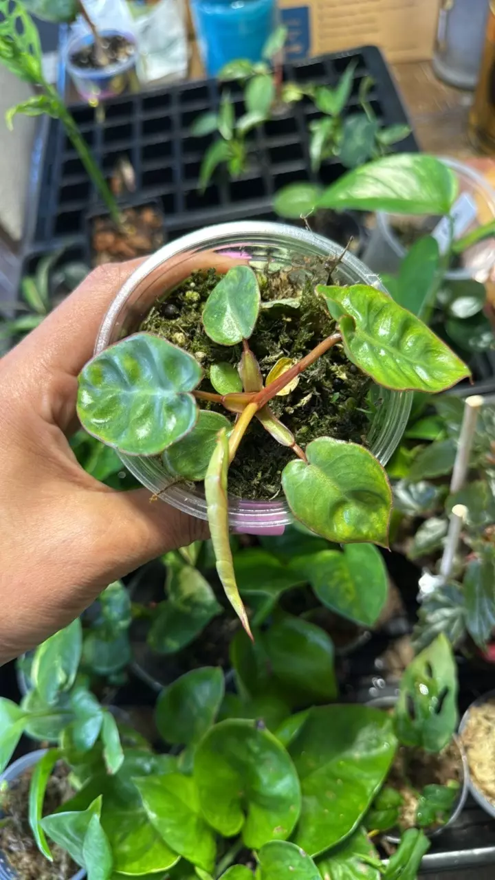 Philodendron Billie Var Revert thumbnail