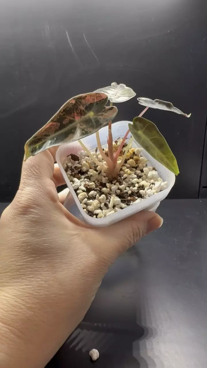 Bambino Aurea Alocasia High Variegation - showing some pink. thumbnail