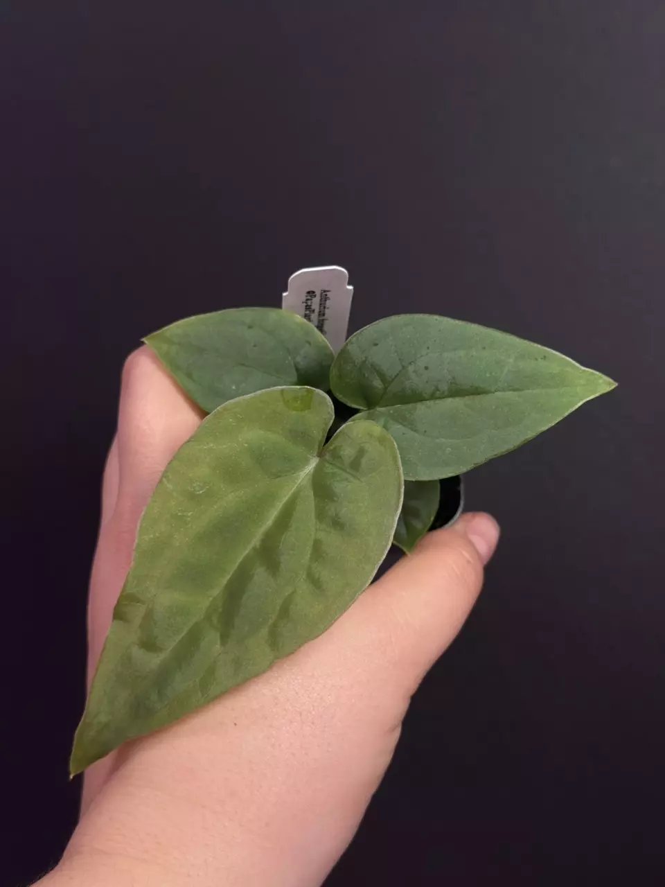 (#592) Anthurium forgetii x luxurians by Papás Planteria thumbnail