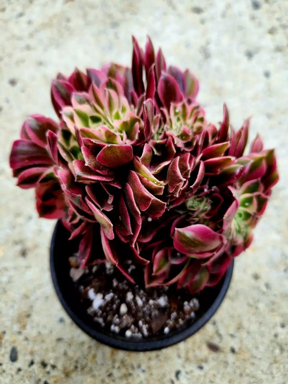 Crested Aeonium Pink Witch thumbnail