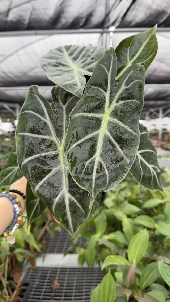 Alocasia Morocco Specific 6” Pot 8943ZSP | F | thumbnail