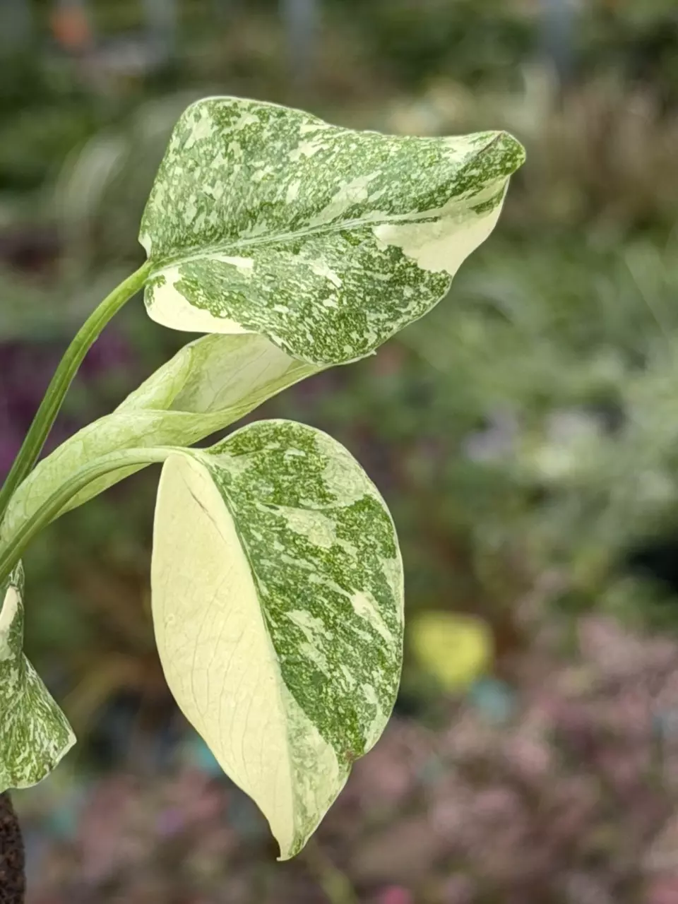 Monstera Gold Splash Specific Starter 8556DAP | F thumbnail
