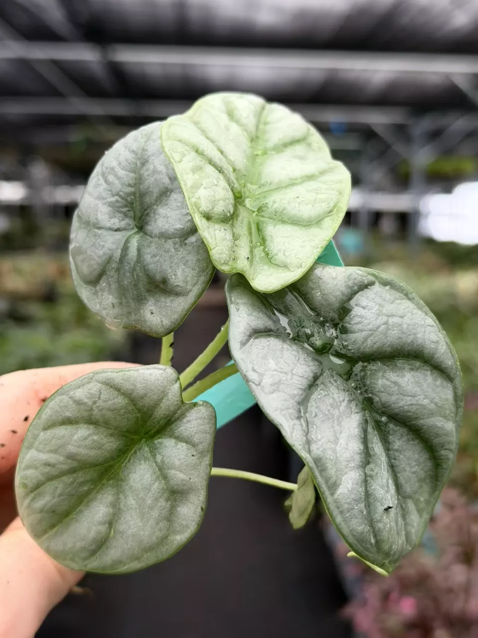 Alocasia Silver Dragon Specific Starter 8542DAP | F thumbnail