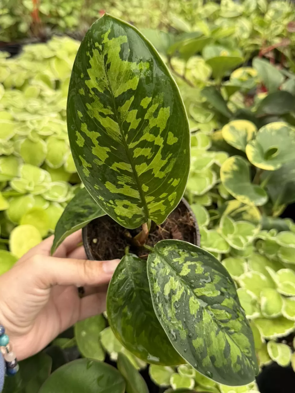 Homalomena Camouflage Specific 4” Pot 8625SMP thumbnail