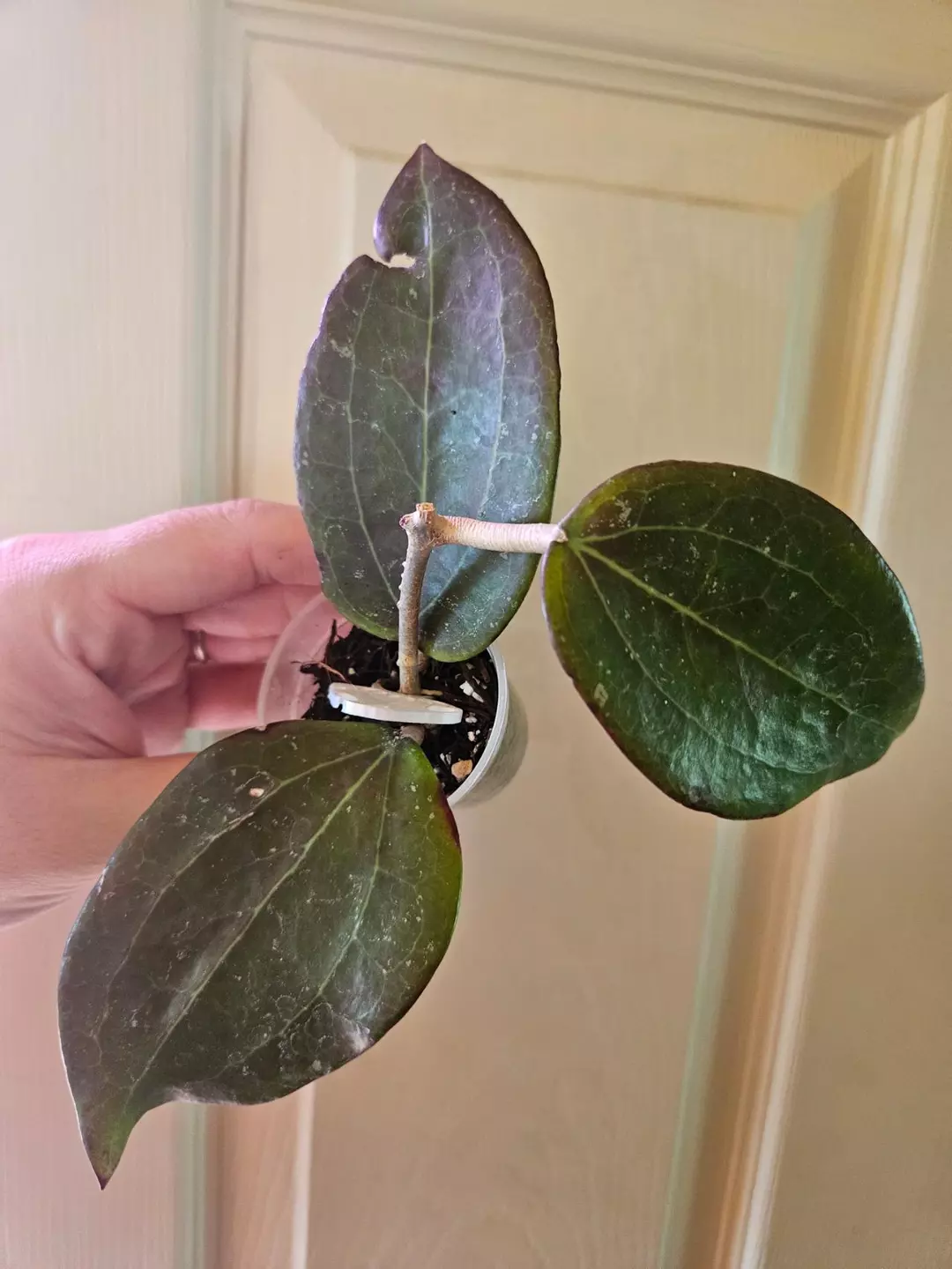 Hoya Khao Yai thumbnail