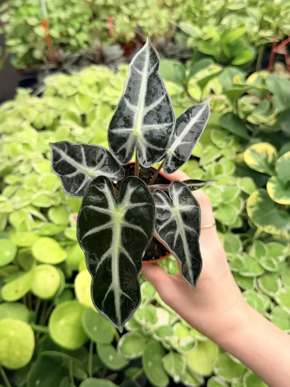 Alocasia Bambino Specific 4” Pot 8724FEP | F thumbnail