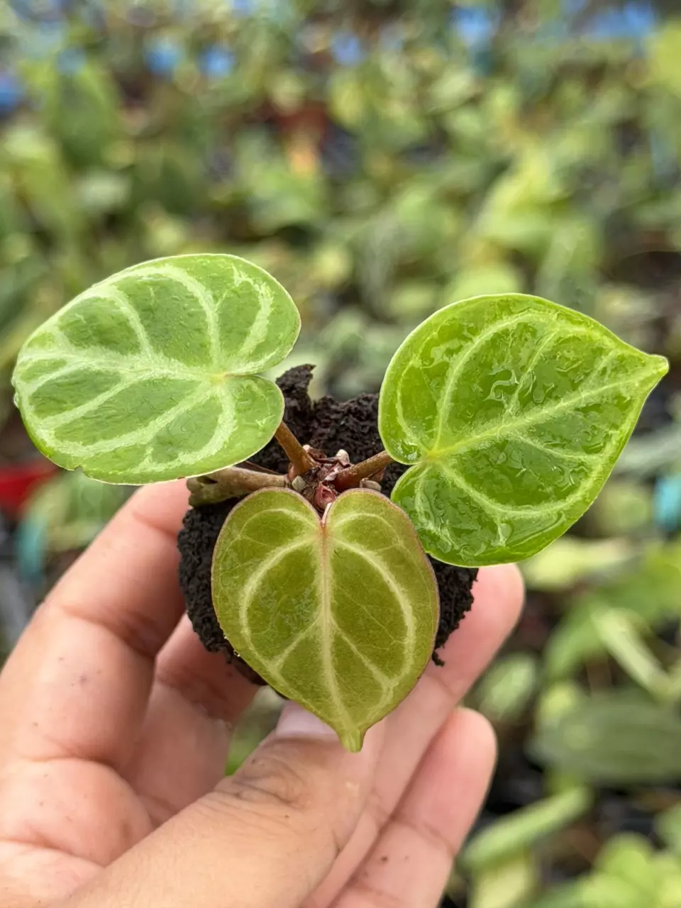 Anthurium Minahasa x Red Crystal Specific Starter 8828HMP | F thumbnail