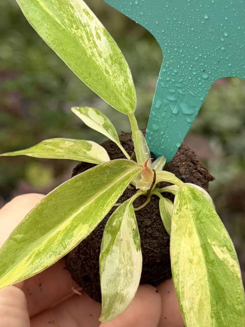 Philodendron Narrow Aurea Variegated Specific Starter 8562DAP | F thumbnail