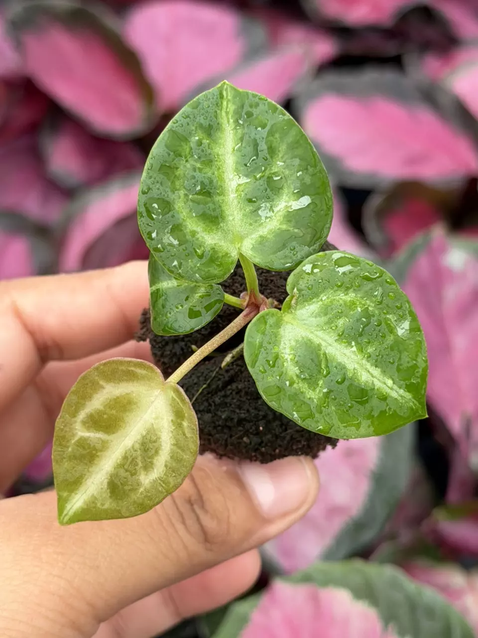 Anthurium Tezula Red Crystal x SKG Specific Starter 8833HMP | F thumbnail