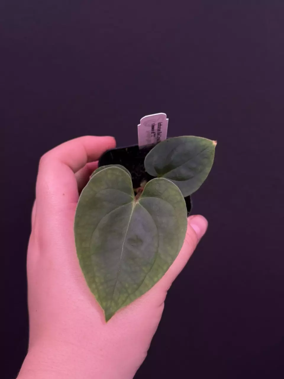 (#594) Anthurium (RC x debilis) x besseae aff thumbnail