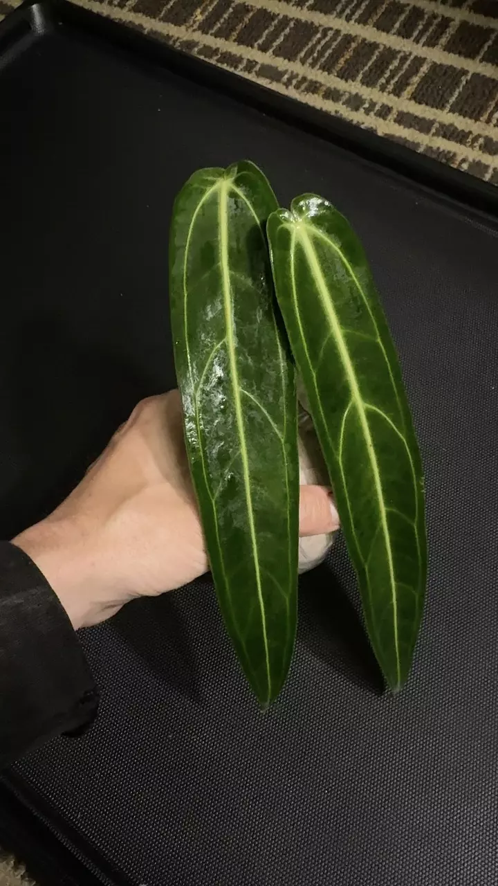 Queen Anthurium warocqueanum • 8-12 Inch Leaf • Dark / Narrow Form • 20 thumbnail