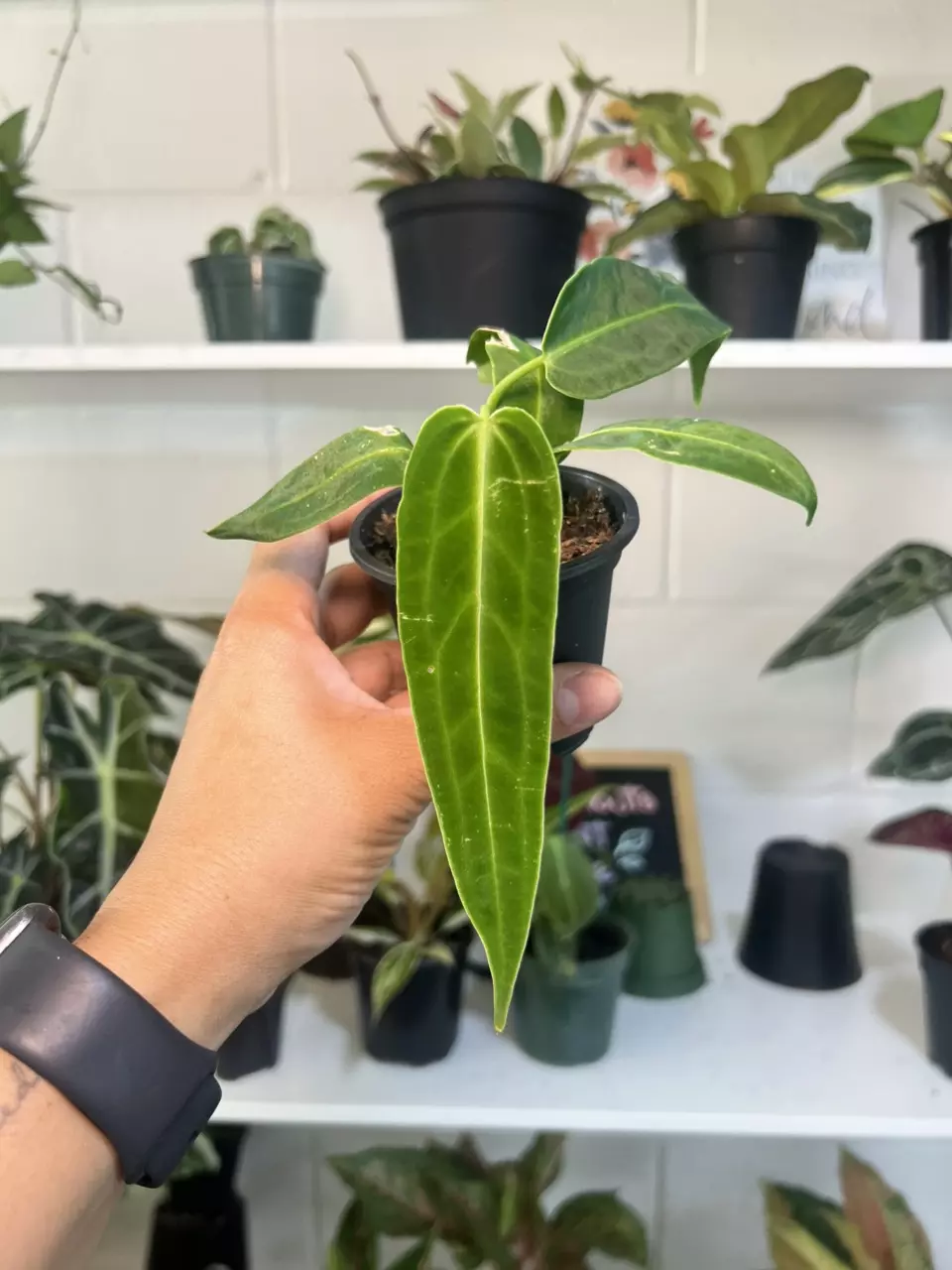 3” Anthurium Warocqueanum - Exact Plant🌱 thumbnail