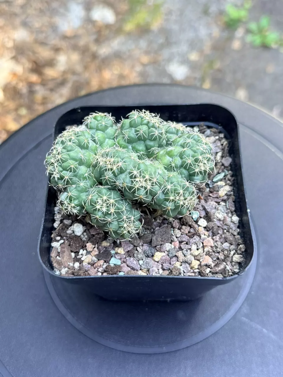 Coryphantha Elephantidens Cristata thumbnail