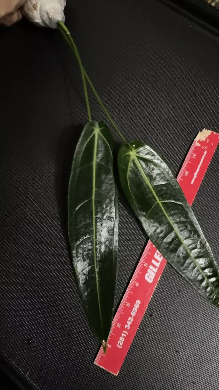 Queen Anthurium warocqueanum • 8-12 Inch Leaf • Dark / Narrow Form • 33 thumbnail