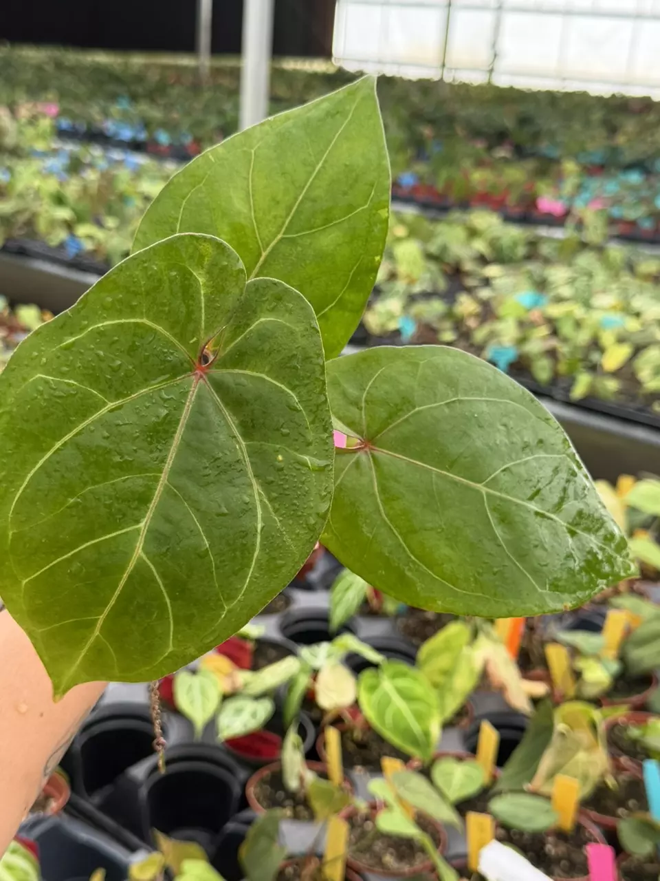 Anthurium NO ID Specific Starter 8832HMP | F thumbnail