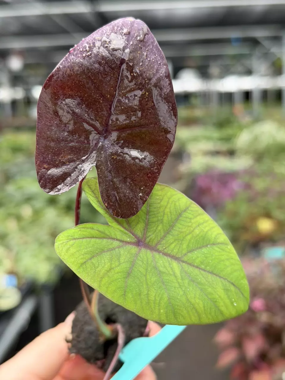 Colocasia Purana Specific Starter 8553DAP | F thumbnail
