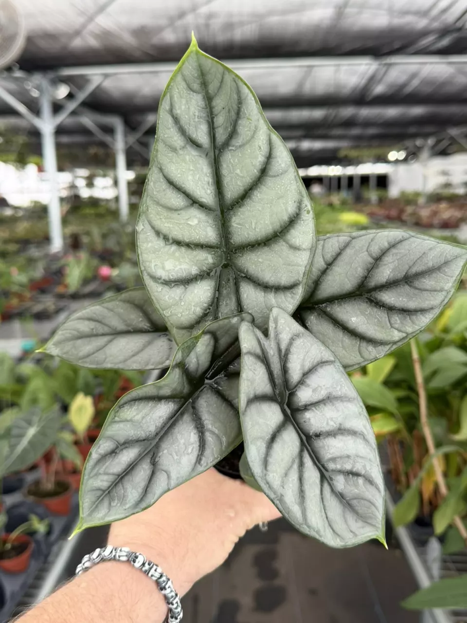 Exact Plant Alocasia Silver Dragon Specific 4” Pot 8418RSP | F thumbnail