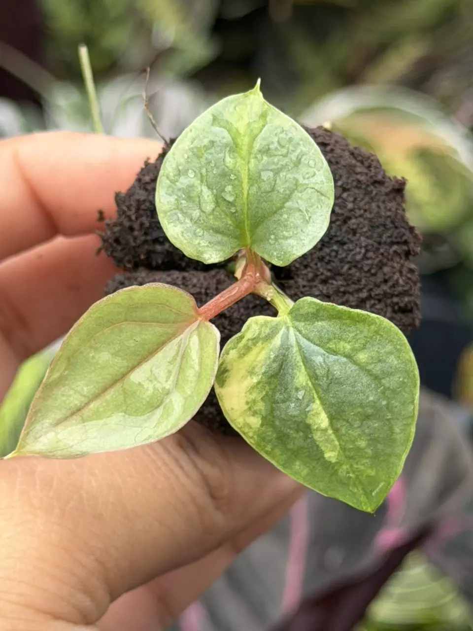 Philodendron Luxurians Variegated Specific Starter 8842HMP | F thumbnail