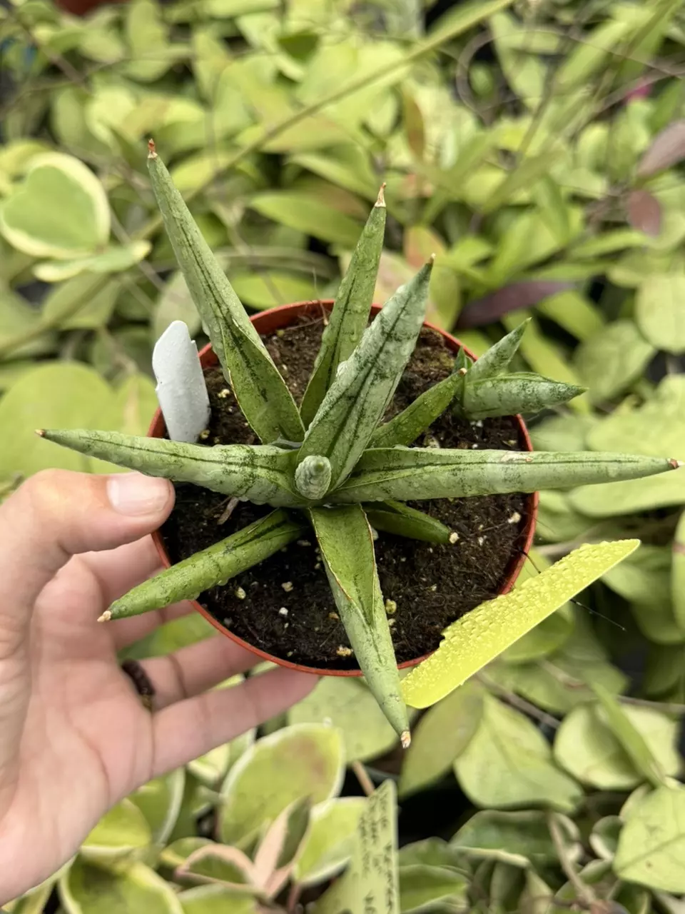 Sansevieria Silver Crown Specific 4” Pot 8624SMP | F thumbnail