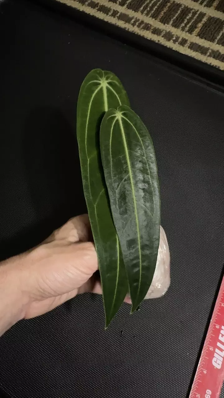 Queen Anthurium warocqueanum • 8-12 Inch Leaf • Dark / Narrow Form • 50 thumbnail