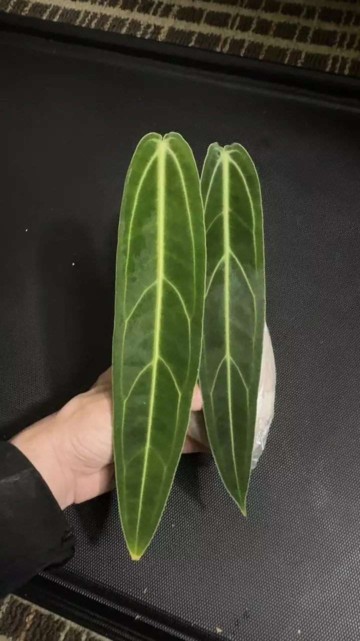 Queen Anthurium warocqueanum • 8-12 Inch Leaf • Dark / Narrow Form • 35 thumbnail
