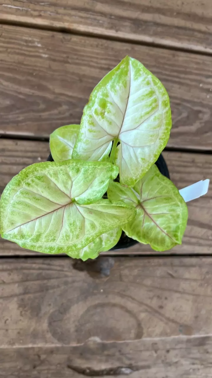 Syngonium Golden Allusion thumbnail