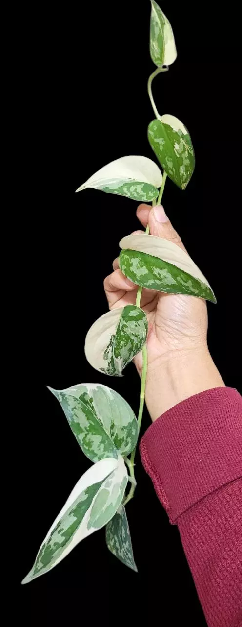 Scindapsus mayari ( long plant) thumbnail