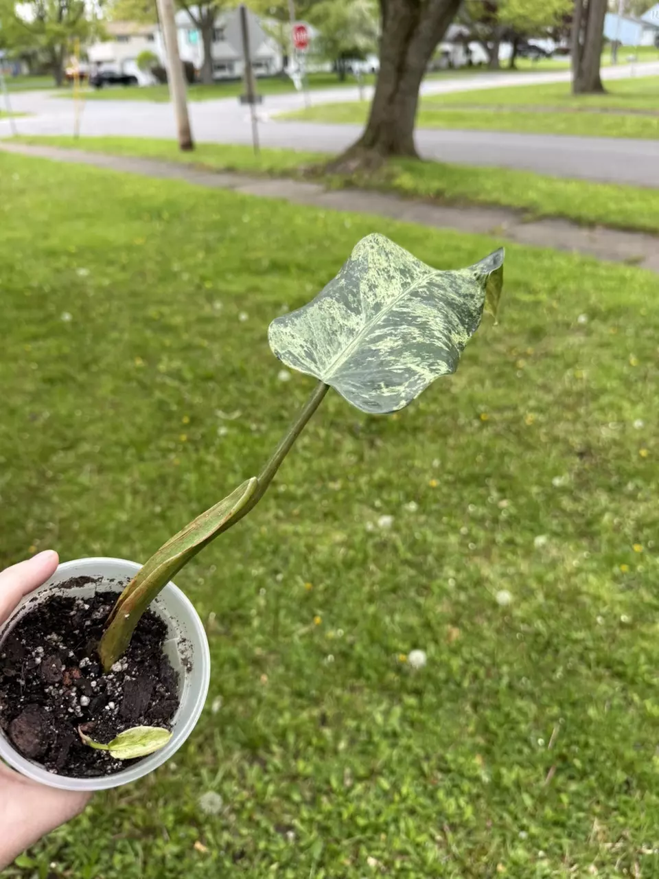 Marble Mint Whipple Way rooted cutting thumbnail