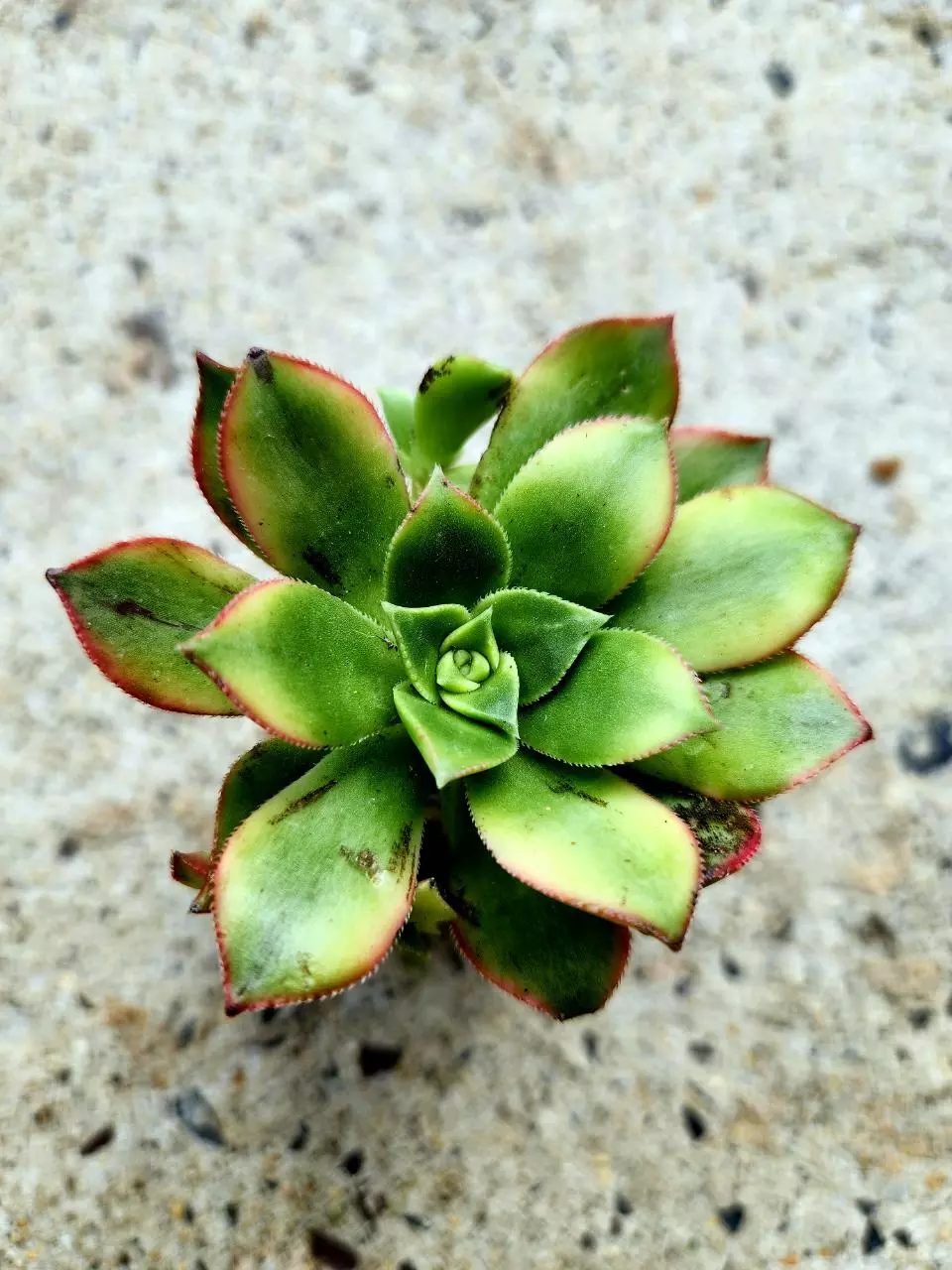 Aeonium Kiwi thumbnail