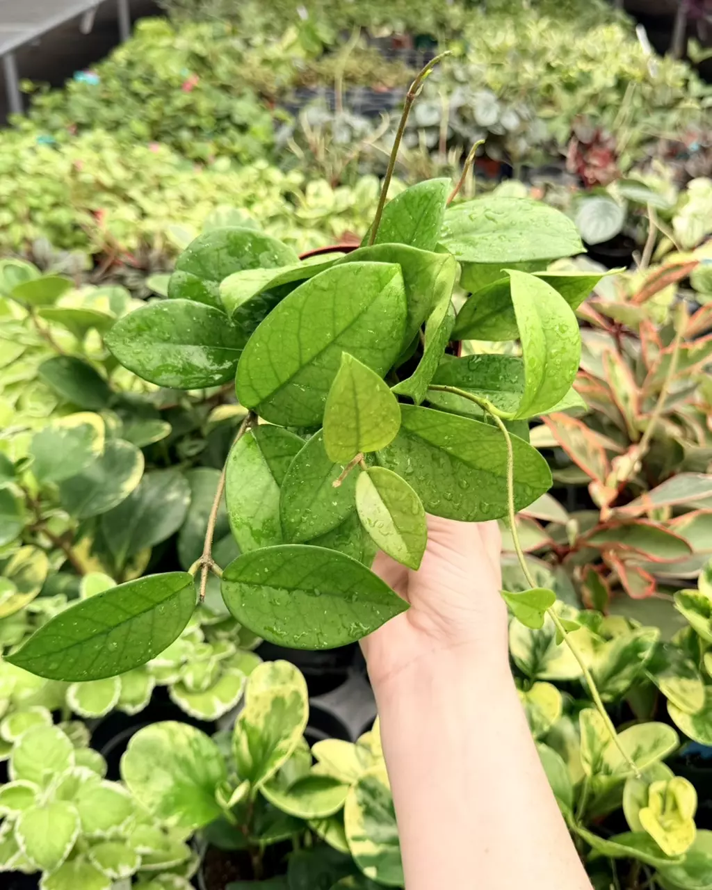 Hoya Fungii Specific 4” Pot 8734FEP | F thumbnail