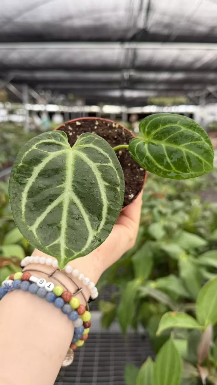 Anthurium Waroq x Crystallinum Dark Form thumbnail