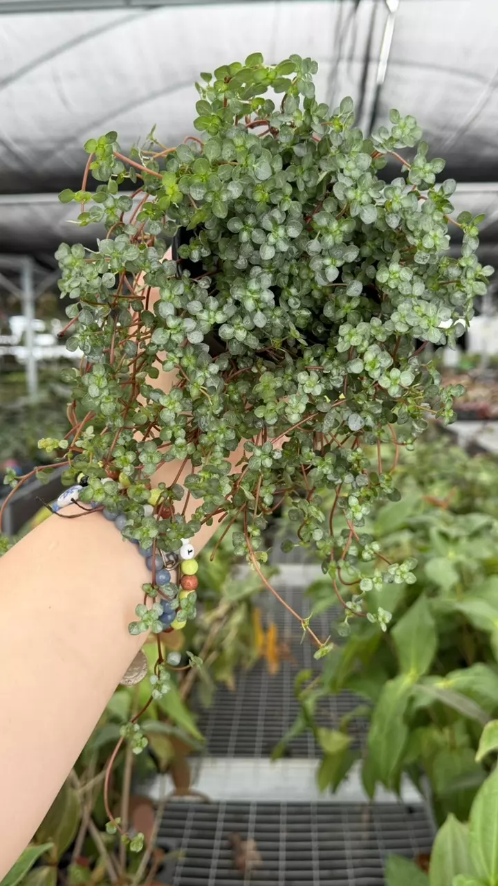 Pilea Silver Baby Tears Specific 4” Pot 8933ZSP | F | thumbnail