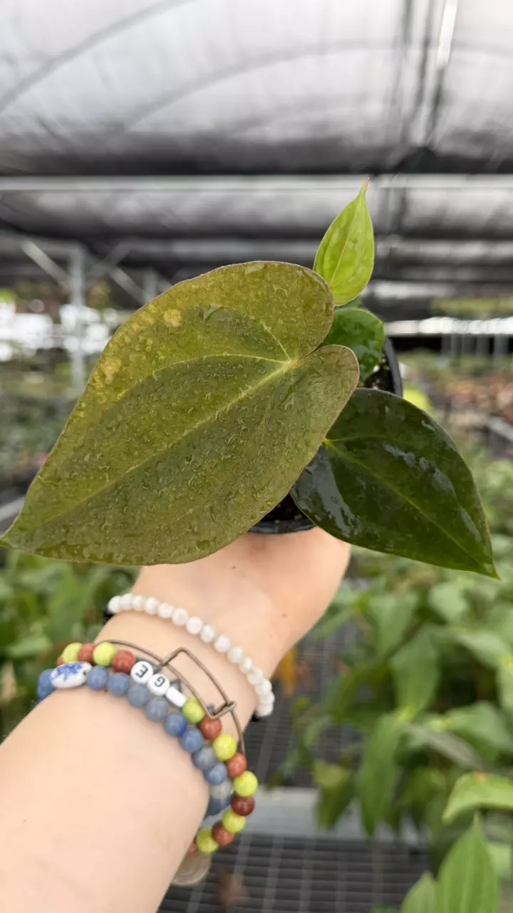 Anthurium Gunayala x BVEP Specific 4” Pot 8940ZSP | F | thumbnail