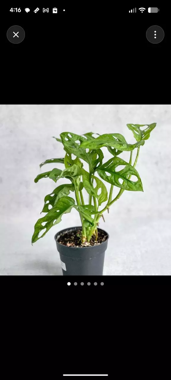 Adansonii Swiss Cheese Monstera 4 inch pot thumbnail