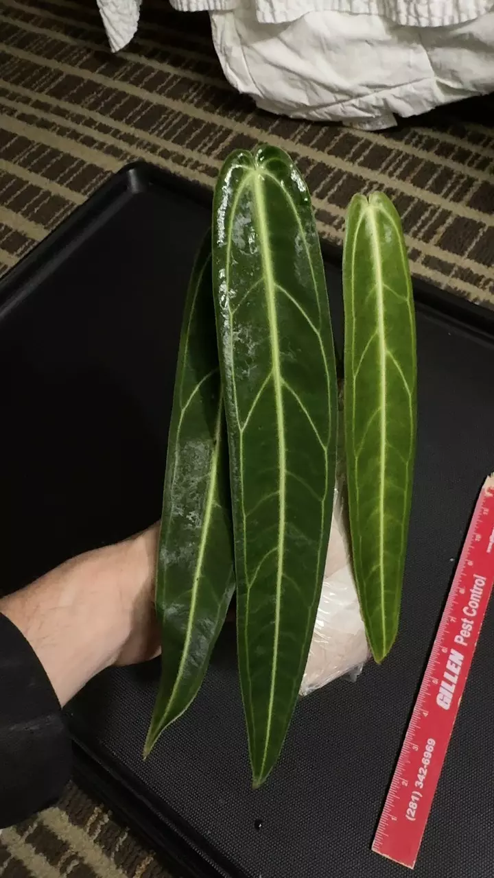Queen Anthurium warocqueanum • 8-12 Inch Leaf • Dark / Narrow Form • 21 thumbnail