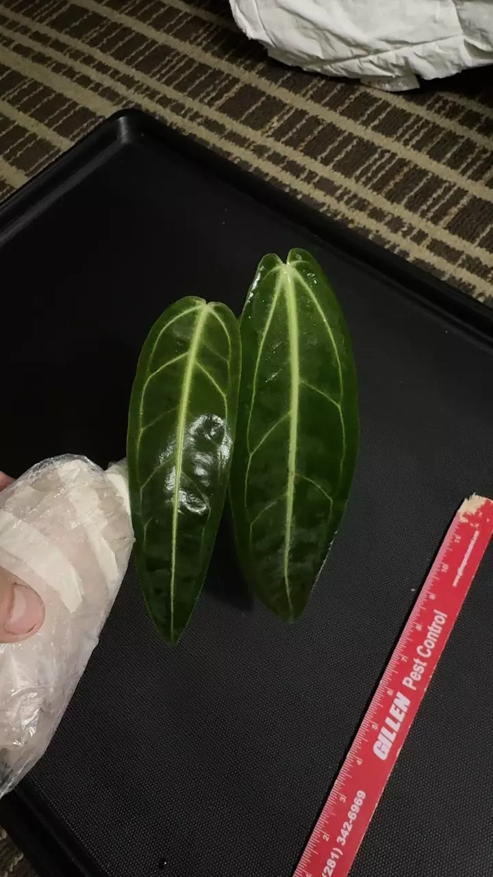 Queen Anthurium warocqueanum • 8-12 Inch Leaf • Dark / Narrow Form • 41 thumbnail