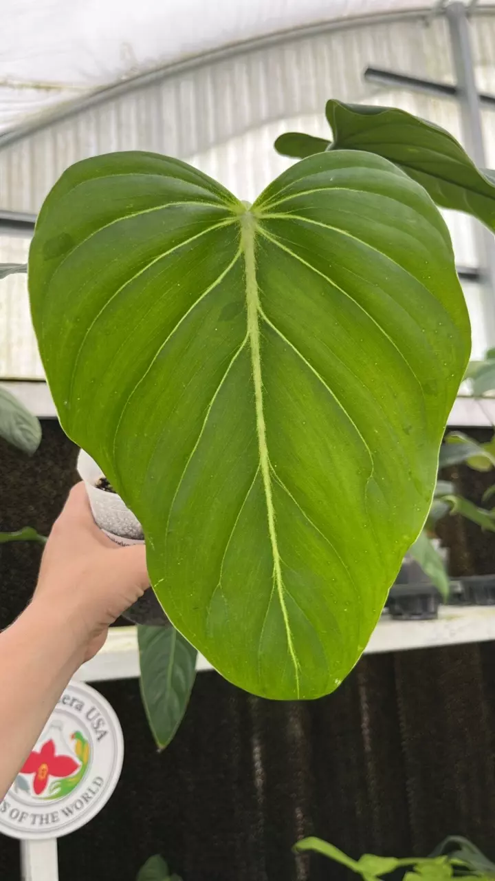 R624 Philo Morning Sun (gloriosum x asplundii) thumbnail