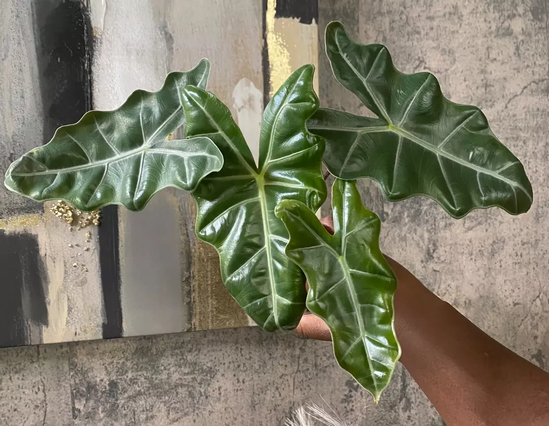 Alocasia Psuedo Sanderiana l thumbnail